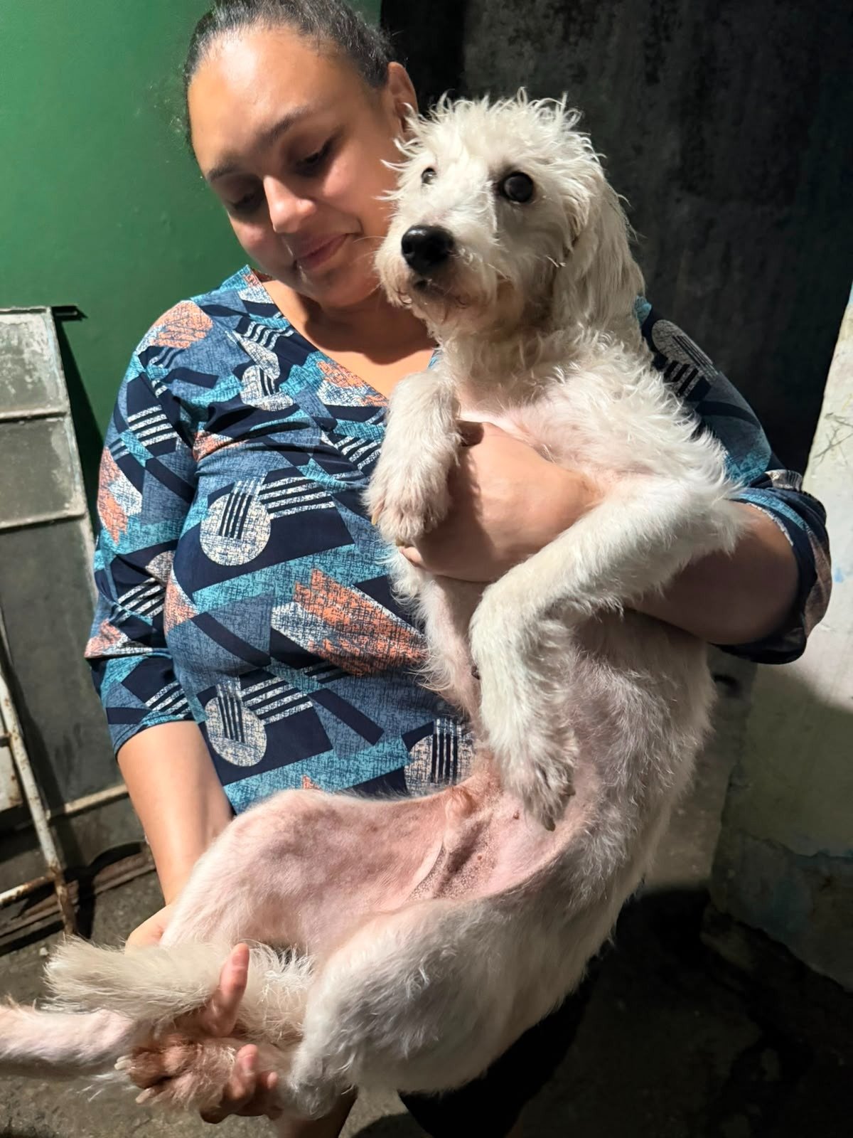 Pipoca, cão para adoção